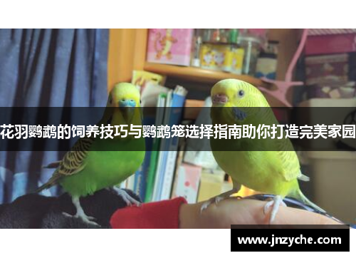 花羽鹦鹉的饲养技巧与鹦鹉笼选择指南助你打造完美家园 花羽鹦鹉的饲养技巧与鹦鹉笼选择指南助你打造完美家园